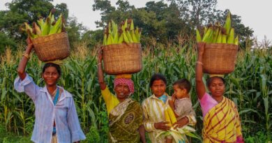 How New Maize Hybrids Are Giving South Asia’s Farmers a Fighting Chance