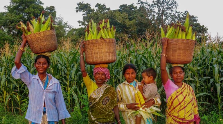 How New Maize Hybrids Are Giving South Asia’s Farmers a Fighting Chance