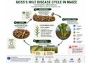 Africa On Alert: Deadly Maize Disease Detected- Experts Warn Of Continent-wide Threat Will We Act Before It Spreads?