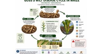 Africa On Alert: Deadly Maize Disease Detected- Experts Warn Of Continent-wide Threat Will We Act Before It Spreads?