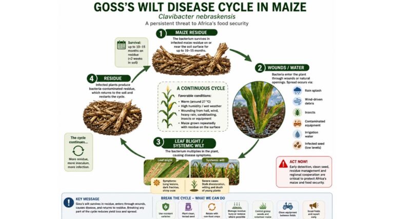 Africa On Alert: Deadly Maize Disease Detected- Experts Warn Of Continent-wide Threat Will We Act Before It Spreads?