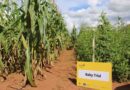 Testing, Trust, And Scale: How Partnerships Strengthen Farmer-led Change