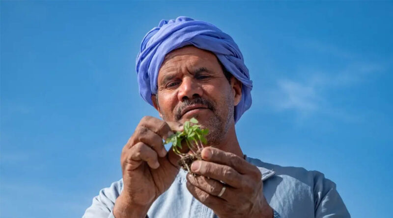 Climate-Smart Agriculture in Fragile Regions: What Drives Adoption?