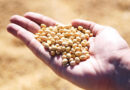2025/26 Brazil Corn Estimate Increased 2.0 mt to 136.0 Million Tons