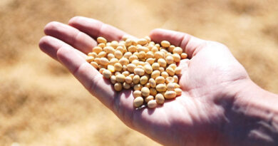 2025/26 Brazil Corn Estimate Increased 2.0 mt to 136.0 Million Tons 2025/26 Brazil Corn Estimate Increased 2.0 mt to 136.0 Million Tons