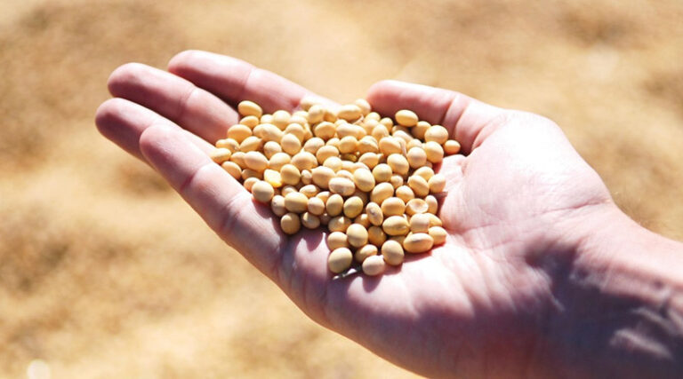 2025/26 Brazil Corn Estimate Increased 2.0 mt to 136.0 Million Tons