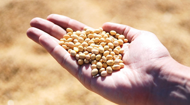 2025/26 Brazil Corn Estimate Increased 2.0 mt to 136.0 Million Tons