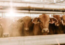 Looming Beef Market Access Issues Create Uncertainty