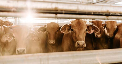 Looming Beef Market Access Issues Create Uncertainty