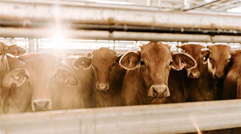 Looming Beef Market Access Issues Create Uncertainty