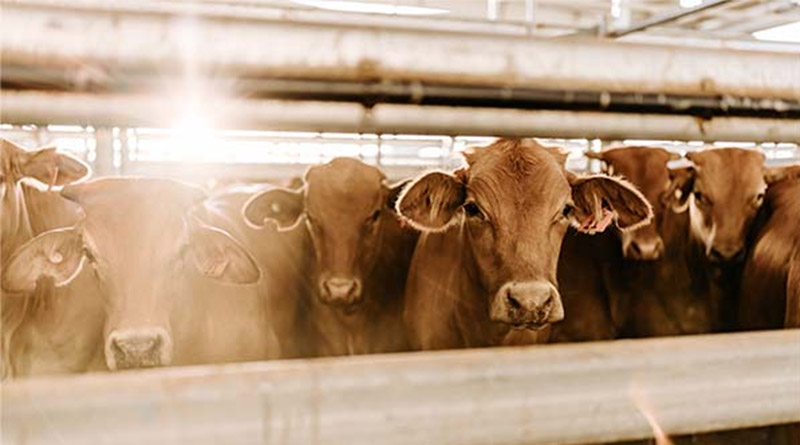 Looming Beef Market Access Issues Create Uncertainty