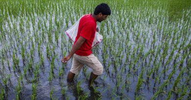 How Fertilizer Policies Could Exacerbate Hormuz Price Shocks