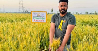 The New Breakthrough High-Zinc Wheat Transforming Nutrition in India