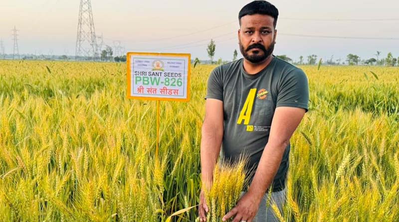 The New Breakthrough High-Zinc Wheat Transforming Nutrition in India