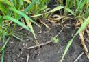 Boost Broadleaf Weed Control In Cereal Crops