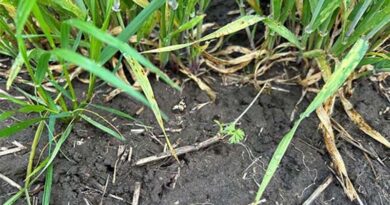 Boost Broadleaf Weed Control In Cereal Crops Boost Broadleaf Weed Control In Cereal Crops