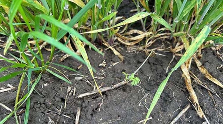 Boost Broadleaf Weed Control In Cereal Crops
