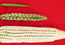 The Architects Of Our Plates: Without Crop Breeding, They Would Be Empty