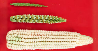 The Architects Of Our Plates: Without Crop Breeding, They Would Be Empty