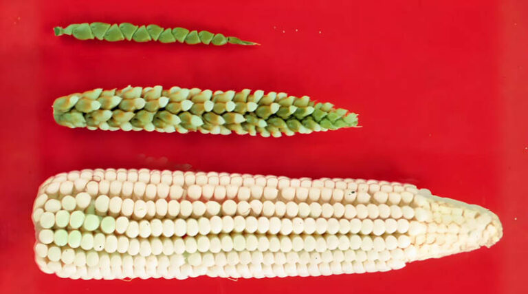 The Architects Of Our Plates: Without Crop Breeding, They Would Be Empty