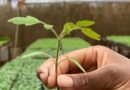 A New Guide Supports Native Tree Regeneration In The Sahel