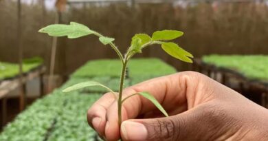 A New Guide Supports Native Tree Regeneration In The Sahel