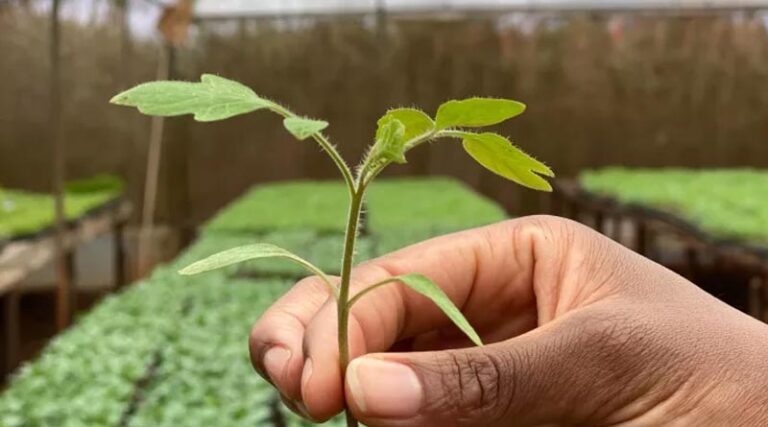 A New Guide Supports Native Tree Regeneration In The Sahel