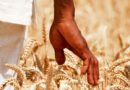 Reducing Ozone Pollution Can Offset The Food Security Cost Of Climate Action