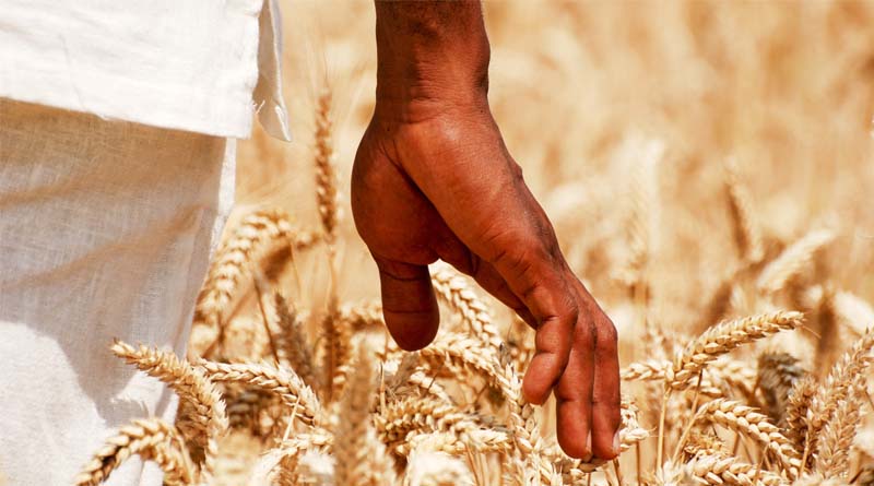 Reducing Ozone Pollution Can Offset The Food Security Cost Of Climate Action