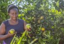 From Genebanks To Farms: Growing Resilient Fruit Trees For Nutrition And Livelihoods