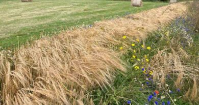 Shared Machinery Could Unlock Growth For Scotland’s Small‑Scale Grain Sector