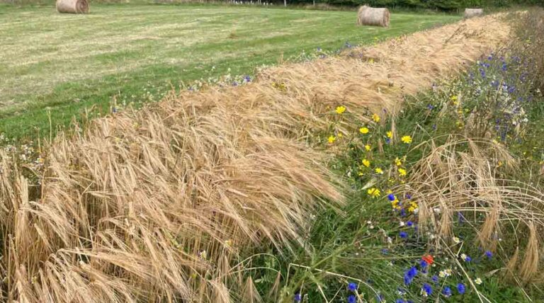 Shared Machinery Could Unlock Growth For Scotland’s Small‑Scale Grain Sector