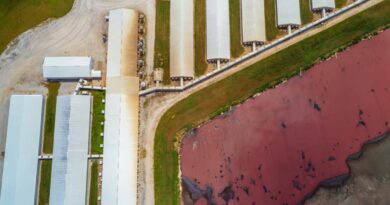 After Years of Delay, Oregon Permit for Hundreds of Factory Farms Finalized Without Adequate Measures to Protect Water and Communities from Pollution