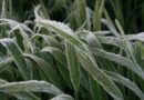 New Insights Into Conditions That Raise Frost Risk