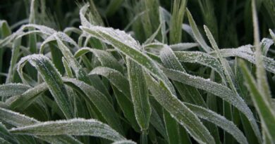 New Insights Into Conditions That Raise Frost Risk New Insights Into Conditions That Raise Frost Risk