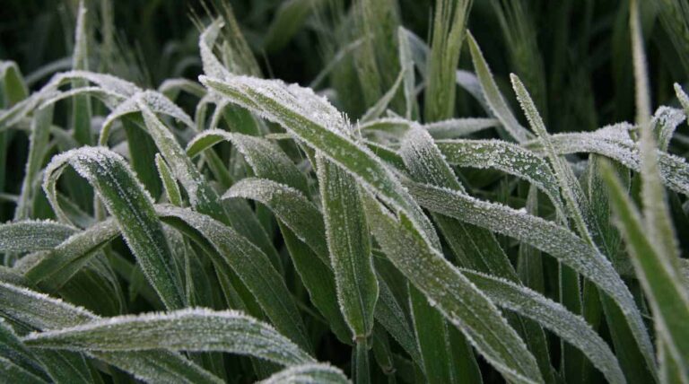 New Insights Into Conditions That Raise Frost Risk