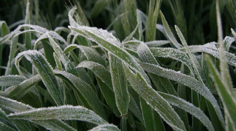 New Insights Into Conditions That Raise Frost Risk