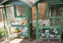 In Photos: Sri Lanka’s Plant Clinics Bringing Crop Health Advice To Farmers