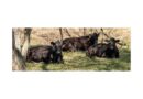 Cattle Chat: Finding The Right Cow Size For Your Herd