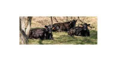 Cattle Chat: Finding The Right Cow Size For Your Herd Cattle Chat: Finding The Right Cow Size For Your Herd