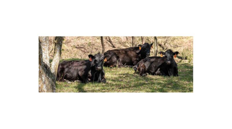 Cattle Chat: Finding The Right Cow Size For Your Herd