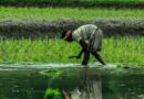 Southwest Monsoon 2026 Likely to Advance Further Over Southern India in Next 3-4 Days: IMD