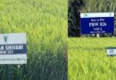 The New Breakthrough High-Zinc Wheat Transforming Nutrition in India