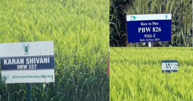 The New Breakthrough High-Zinc Wheat Transforming Nutrition in India The New Breakthrough High-Zinc Wheat Transforming Nutrition in India