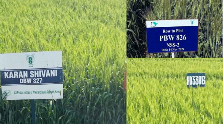 The New Breakthrough High-Zinc Wheat Transforming Nutrition in India