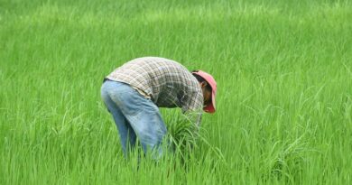 Centre Government Has Taken a Major Decision in the Interest of Farmers: Agriculture Minister Centre Government Has Taken a Major Decision in the Interest of Farmers: Agriculture Minister