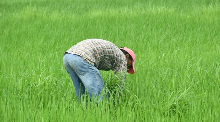 Centre Government Has Taken a Major Decision in the Interest of Farmers: Agriculture Minister