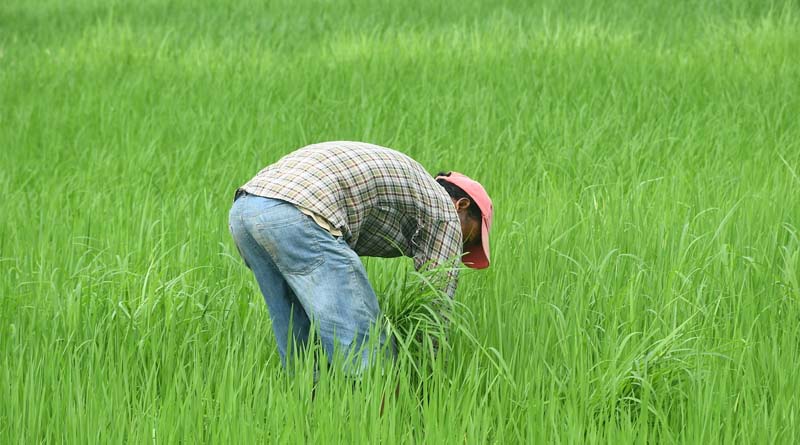 Centre Government Has Taken a Major Decision in the Interest of Farmers: Agriculture Minister