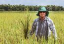 How BAZAK® is Helping Rice Growers ‘Stop the Hop’