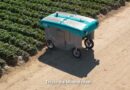 Why Crop Breeding Is Entering An Era Of Collaboration With AI